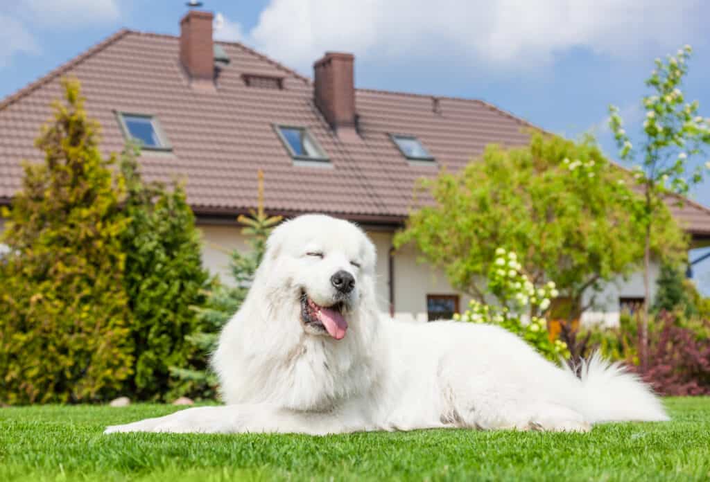 Grande cane da guardia che riposa davanti alla casa.  Cane da pastore polacco Tatra noto anche come Podhalan o Owczarek Podhalanski