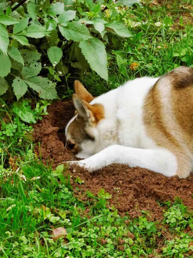 Cane che scava nel cortile