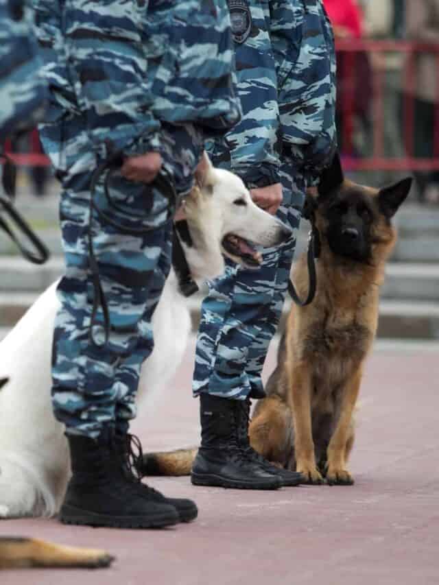 Cani da guardia in equipaggiamento con la Polizia.
