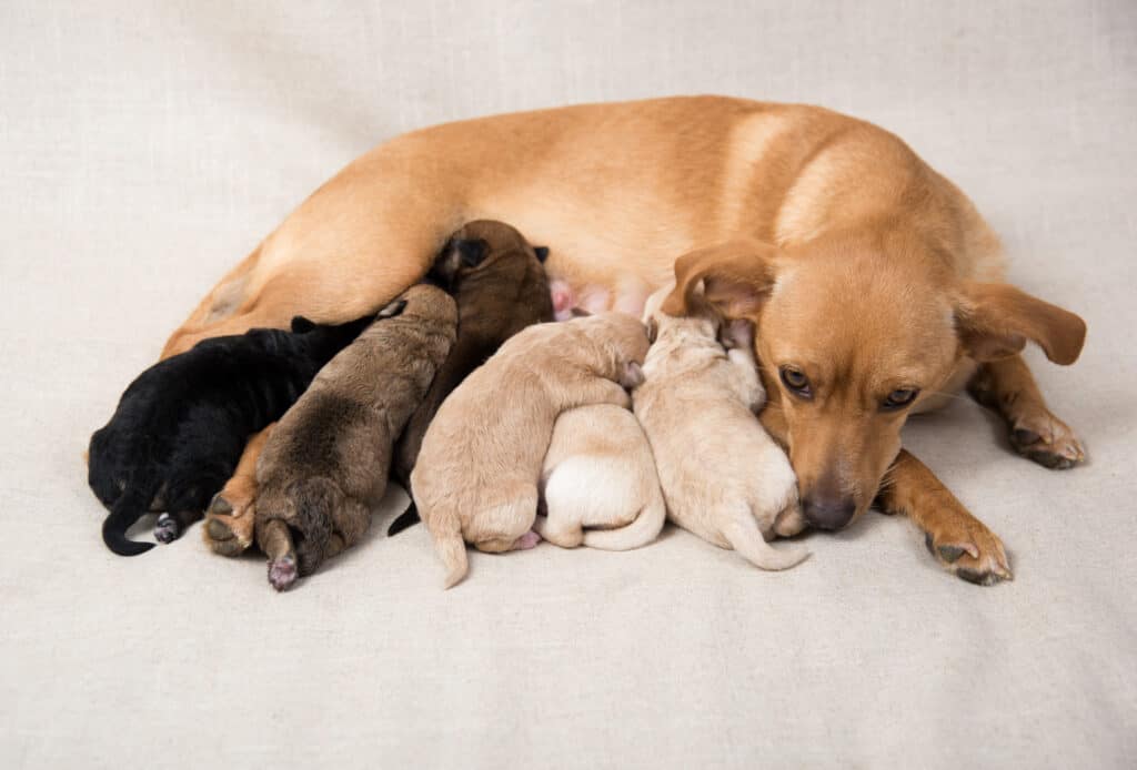 Mamma cagnolina che allatta i suoi cuccioli