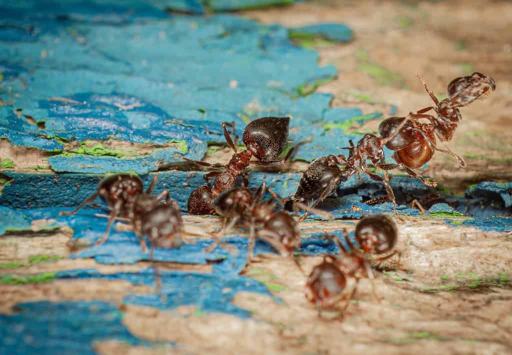 I lavoratori di Crematogaster cerasi puliscono il loro nido in primavera, rimuovendo le formiche morte a Victoriaville, Quebec.  Macro primo piano di formiche acrobate che interagiscono in un ecosistema boschivo, mostrando la natura e la fauna selvatica