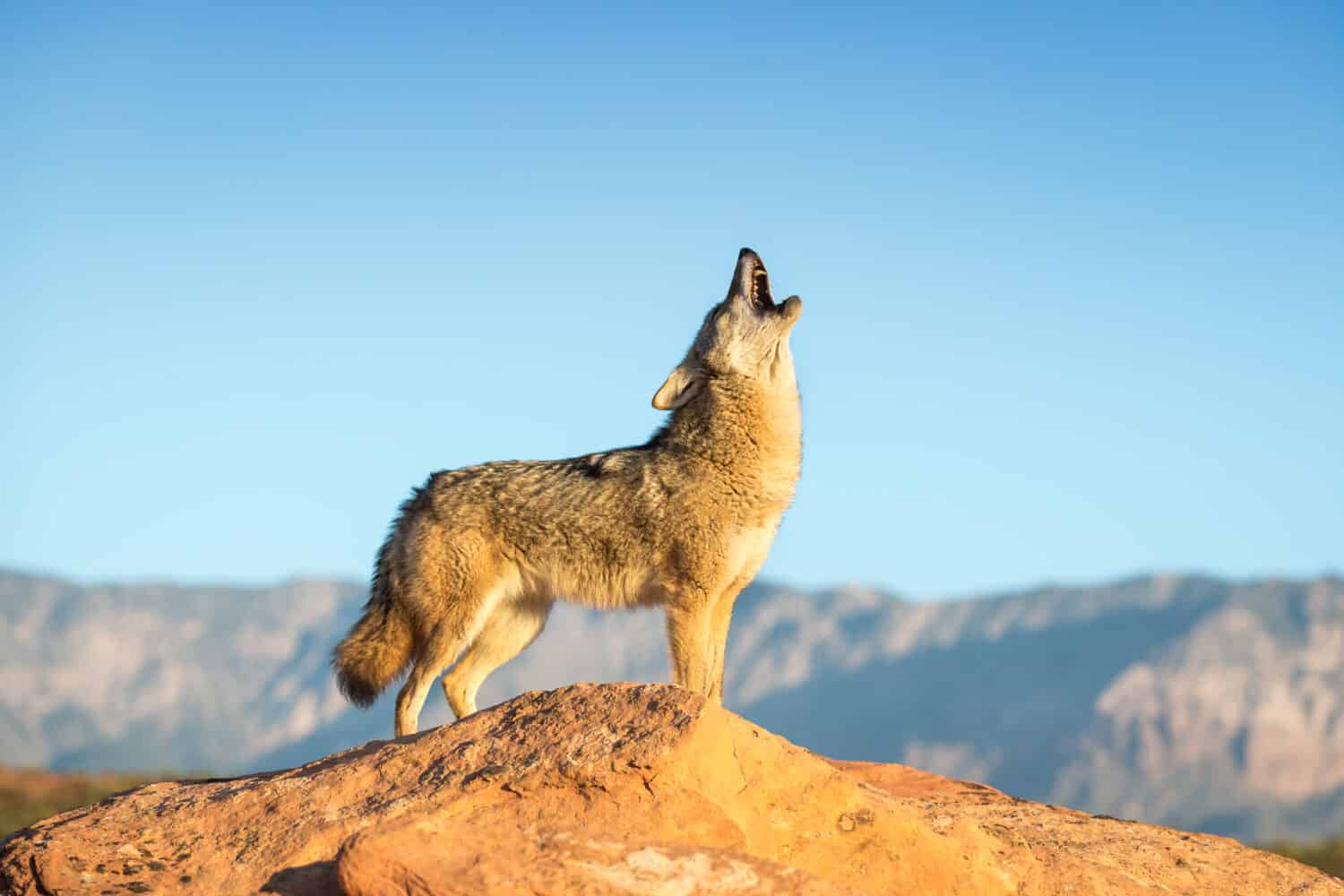 coyote in piedi su una formazione rocciosa che ulula con deserto, montagne e cielo azzurro sullo sfondo