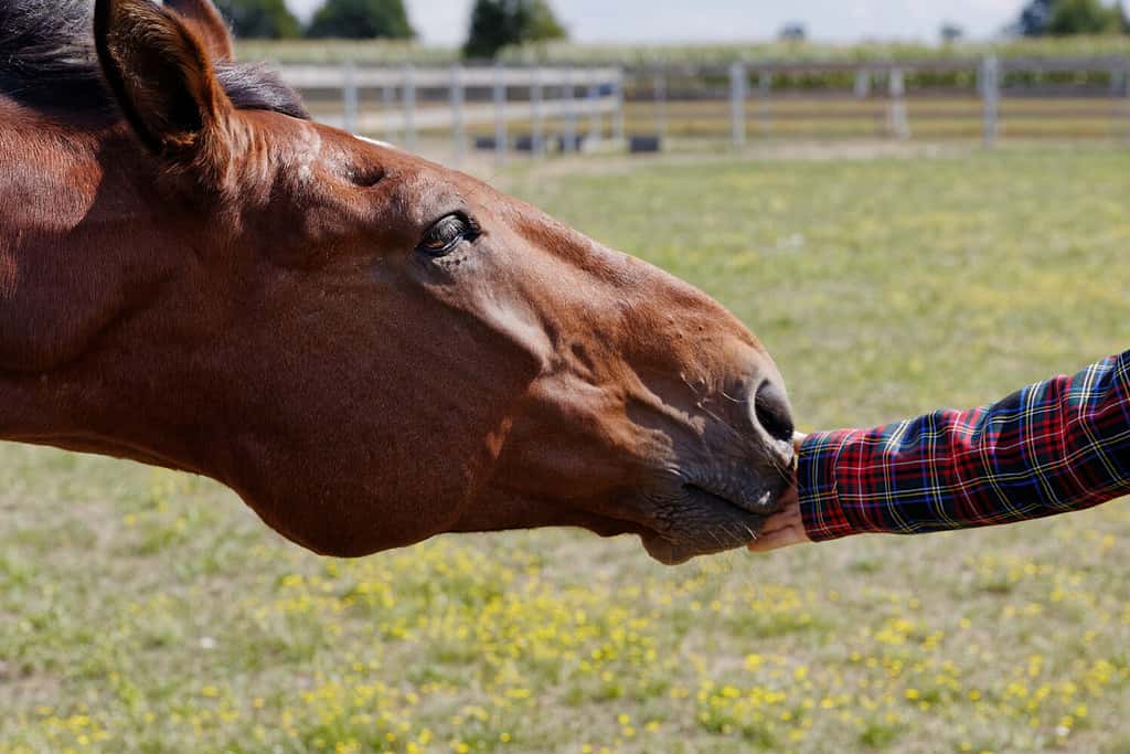 Mano della donna che tocca il naso della testa di cavallo fuori sulla zona del paddock.  Amicizia umana e cavallo.  Copia spazio.