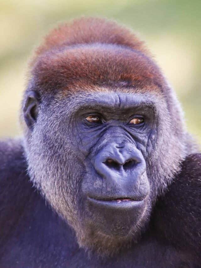 cornice colorata ritratto di un gorilla.  Il gorilla sta guardando a destra.  È per lo più colori scuri con pelo chiaro intorno alla fronte e alle guance.  Sfondo verde e giallo ondulato indistinto.
