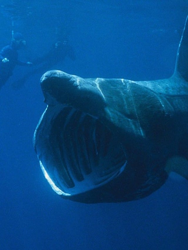 9 fatti strabilianti sullo squalo elefante!  Immagine di copertina