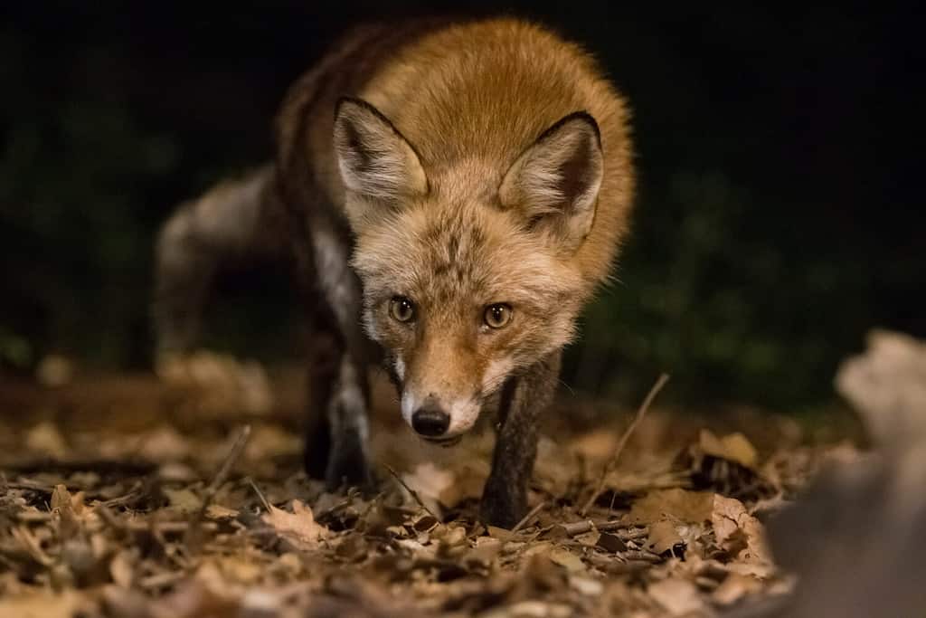 Volpe rossa in cerca di cibo di notte.