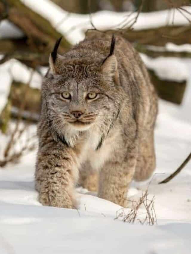 Lince canadese che cammina nel manto nevoso profondo nei boschi in una giornata di sole.  Lynx canadensis nella natura selvaggia dell'inverno dell'Alaska.  Lince canadese sullo sfondo del ramo e tronco d'albero