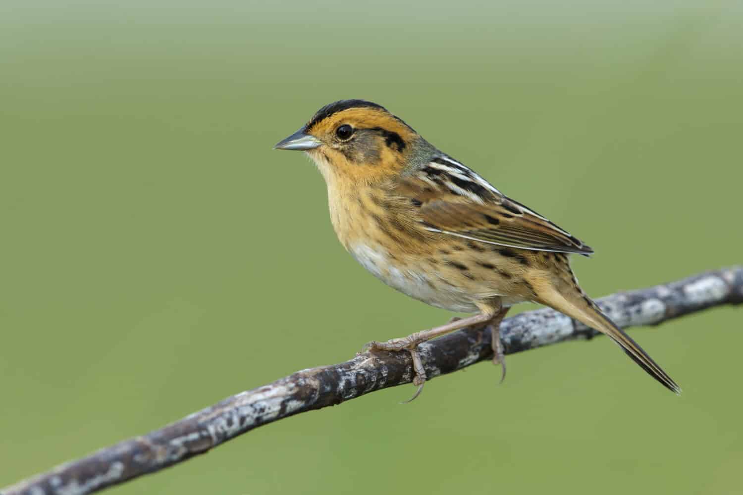 Il passero di Nelson (Ammodramus nelsoni) si è appollaiato nel suo habitat riproduttivo, paludi indisturbate.