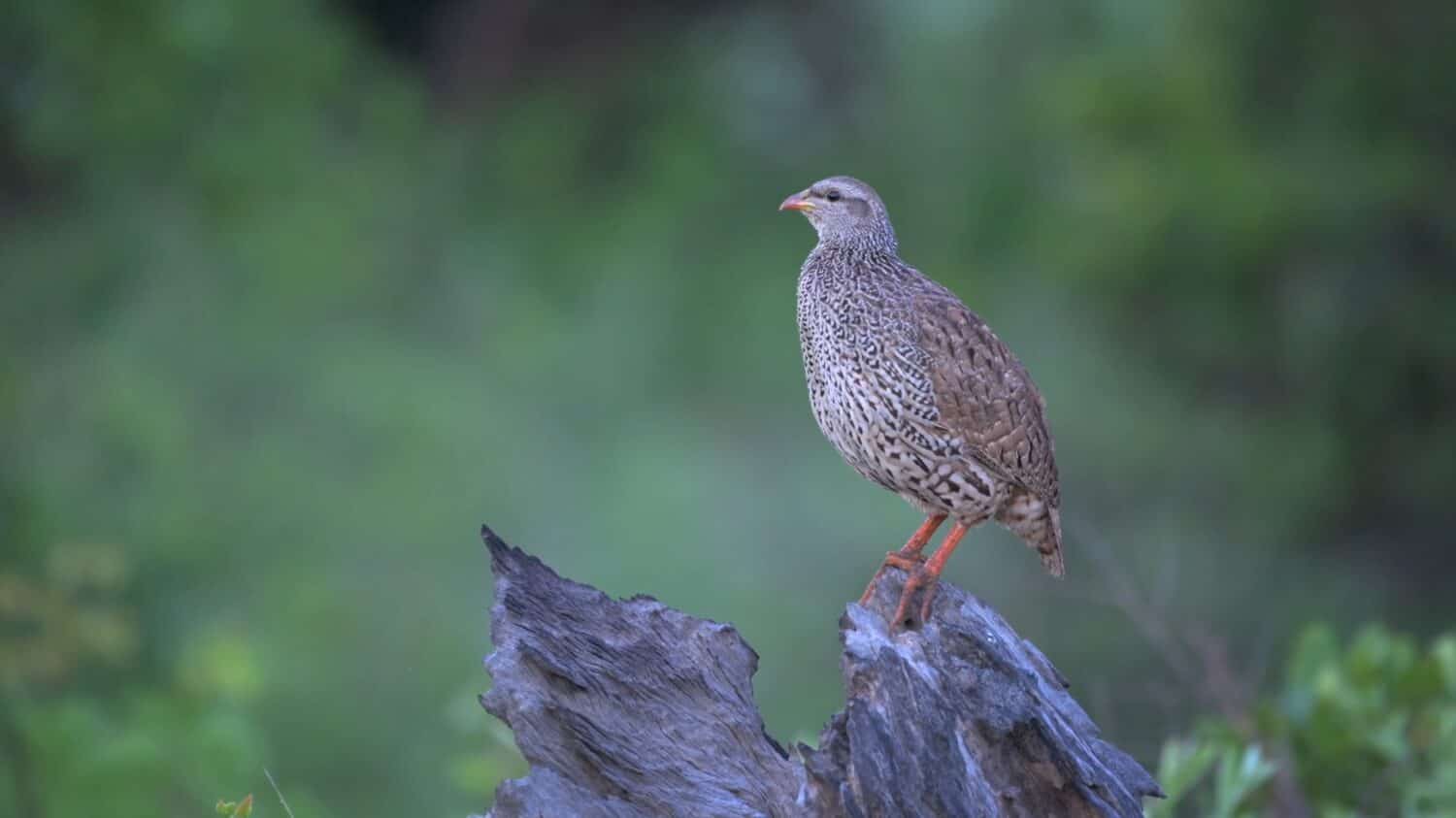 Lo spurfowl natale o francolino natale (Pternistis natalensis)