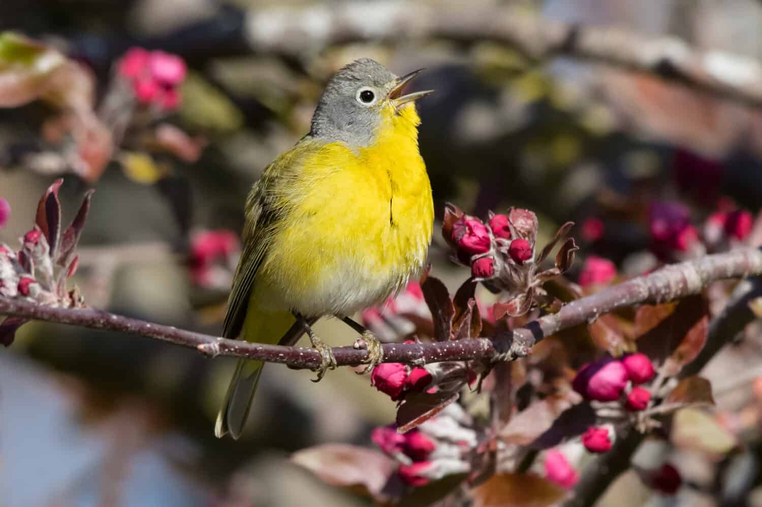 Un maschio di Nashville Warbler sta cantando dal suo trespolo su un ramo con bellissimi fiori.  Parco della baia di Ashbridge, Toronto, Ontario, Canada.