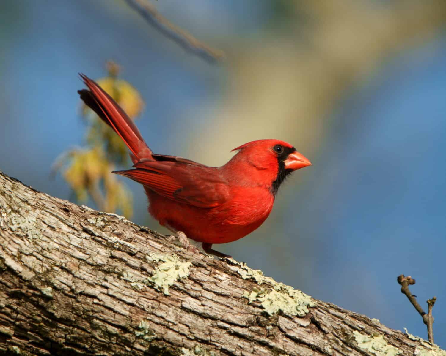 Cardinale settentrionale maschio su un ramo di un albero.