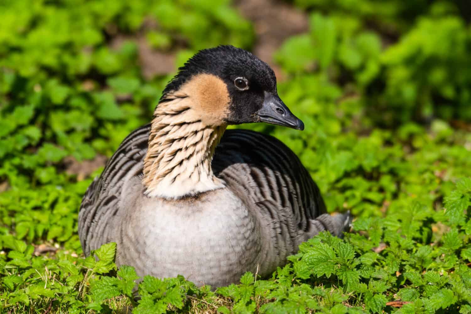 Nene Goose posa su foglie ed erba