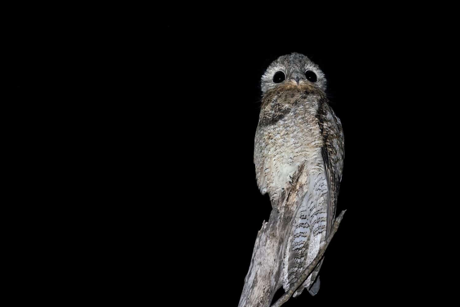 Un grande Potoo è appollaiato su un grande ramo di notte con uno sfondo nero che guarda verso la telecamera al Pouso Alegre Lodge, Pantanal settentrionale, stato del Mato Grosso, Brasile