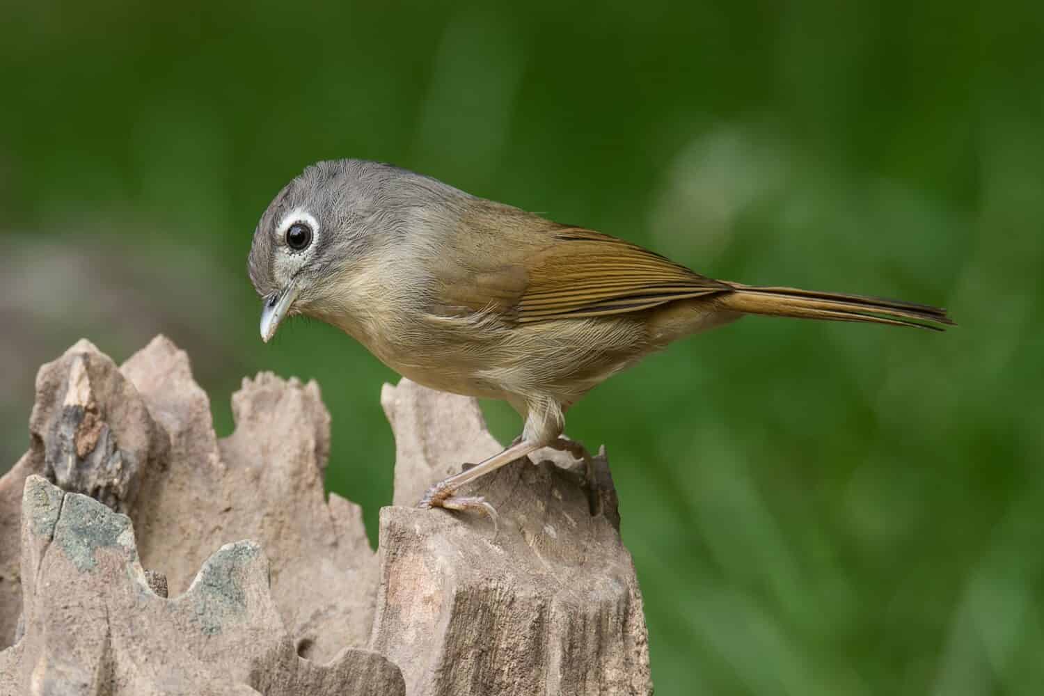 La graziosa Nepal Fulvetta in posa su un ceppo d'albero