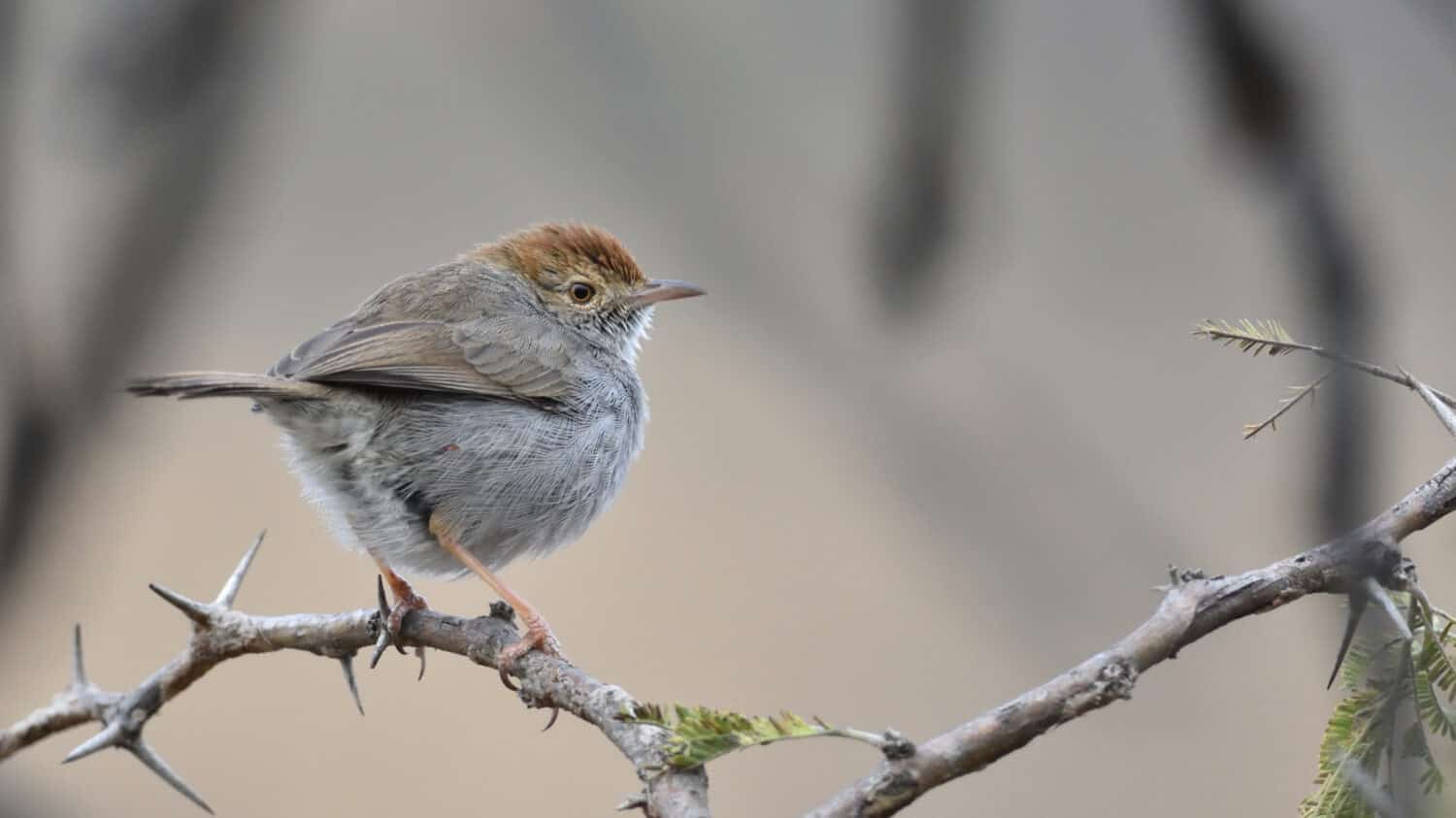 Neddicky, Cisticola fulvicapilla, uccello, Cisticola