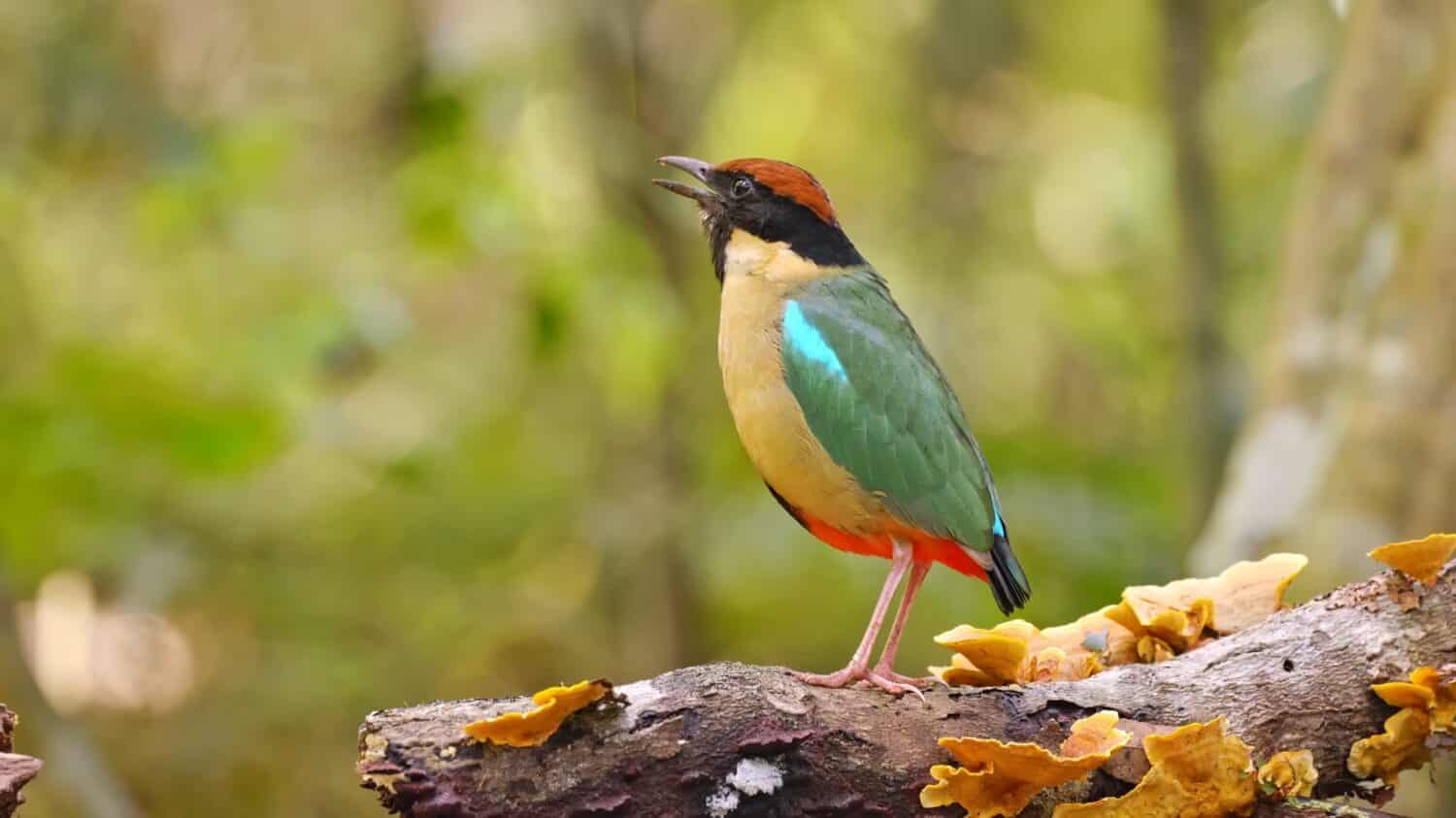 La pitta rumorosa (Pitta versicolor)