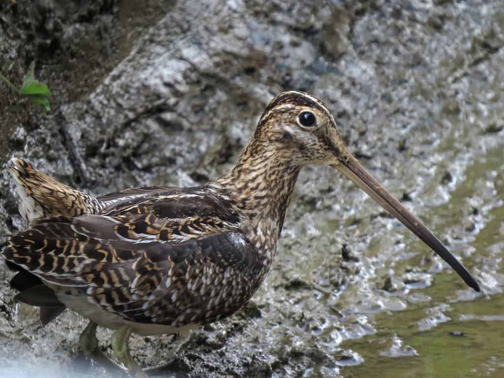 Gallinago nobilis