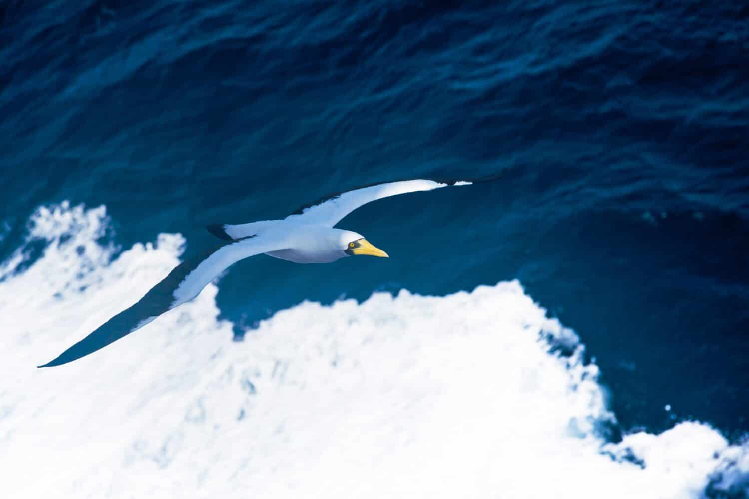 Nazca Booby Sula granti vola magnificamente sullo sfondo dell'oceano.