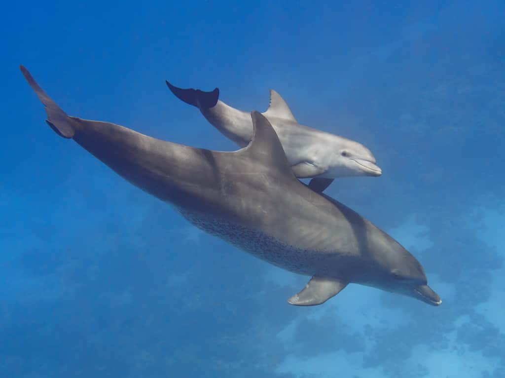 Coppia (genitore e figlio) delfini tursiopi selvatici che nuotano nel mare blu profondo vicino alla barriera corallina