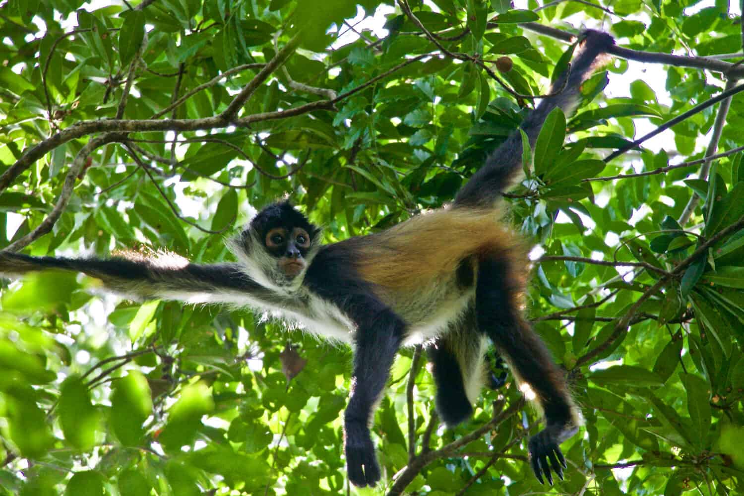 Scimmia ragno carina e curiosa appesa a un albero nella foresta pluviale della giungla a Quintana Roo nella penisola dello Yucatan in Messico vicino a Puerto Moreles nei giardini botanici Alfredo Barrera Marin