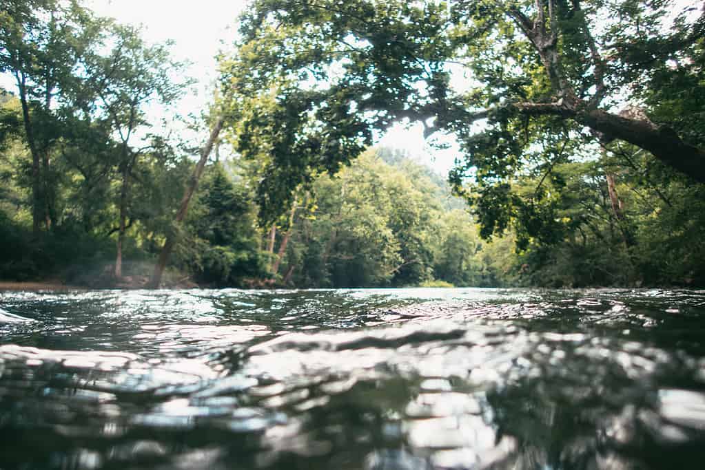 Piccolo fiume incorniciato da una struttura ad albero a Townsend Tennessee