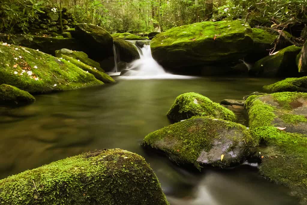 Un torrente che scorre su rocce coperte di muschio in una foresta.  Elkmont, Parco nazionale delle Grandi Montagne Fumose, Stati Uniti.