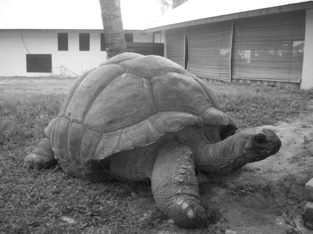Esmeralda la tartaruga gigante di Aldabra