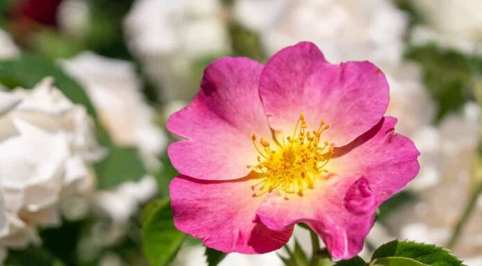Primo piano di Rosa dei boschi in fiore rosa (Mountain Rose, Western Rose) Il nome scientifico è Rosa Woodsii