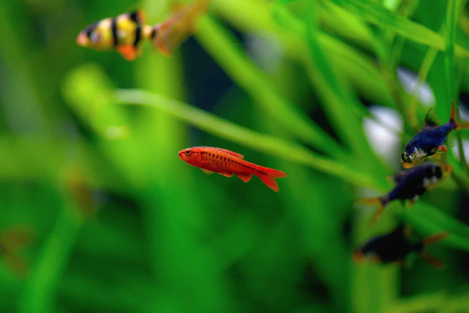 Il pesce Cherry Barbus nuota in un acquario.  (Puntius titteya, Barbus Titteya)