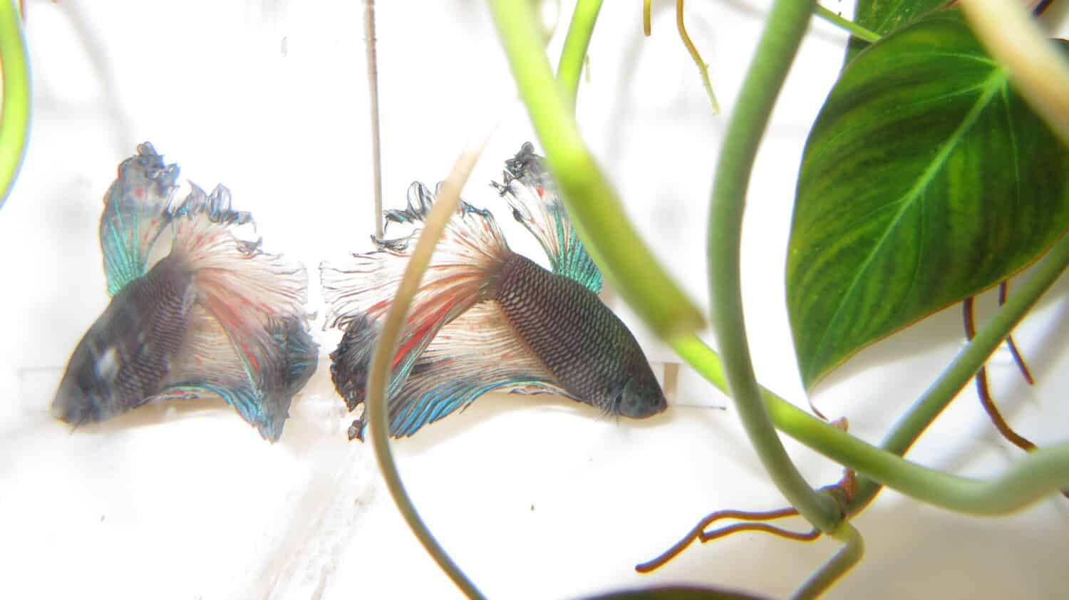 pesce combattente malato mezzaluna Betta pesce di colore blu scuro con ustione di ammoniaca sulla coda