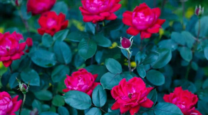 Le rose Knock Out sono perfette per i giardini del Midwest negli Stati Uniti