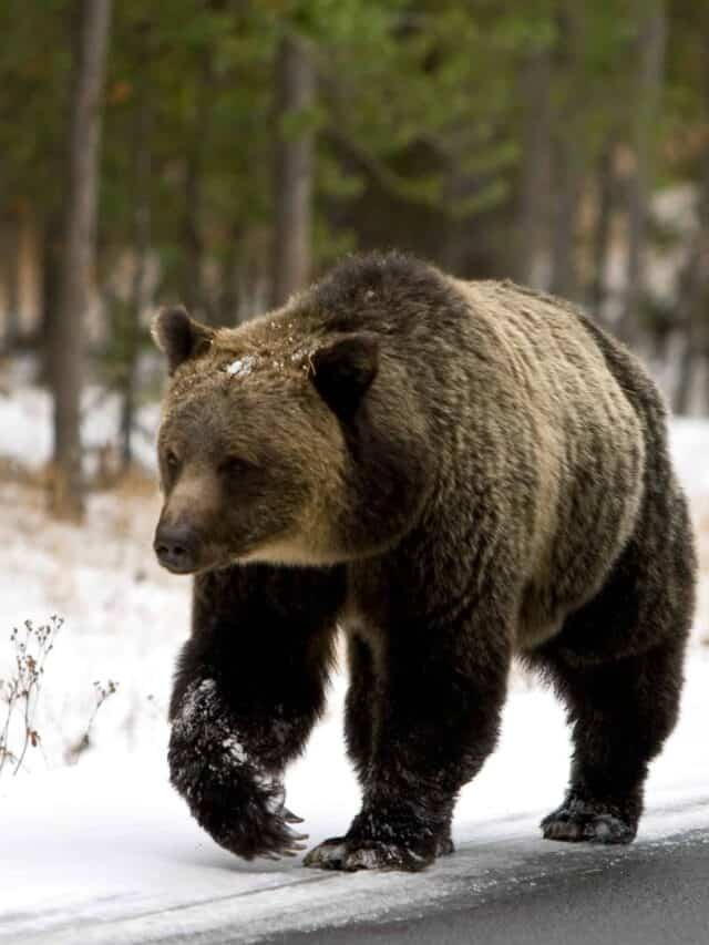 Gli orsi grizzly di Yellowstone possono essere più pericolosi quando emergono per la prima volta dal letargo.