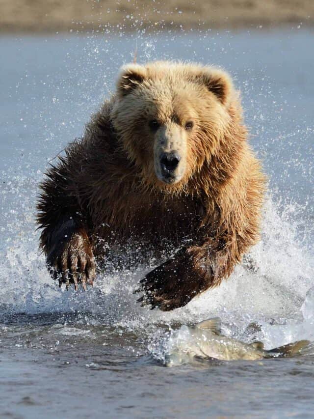 Un orso grizzly bruno che agita l'acqua mentre lo attraversa.