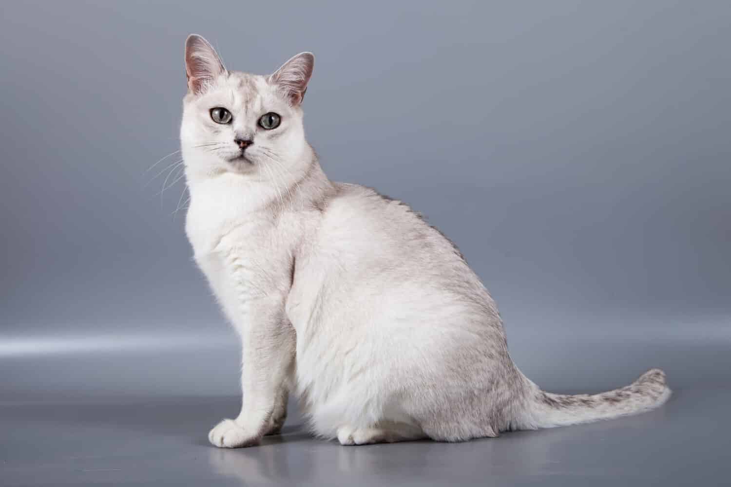 Il gatto di razza Burmilla a pelo corto bianco si siede su sfondo grigio