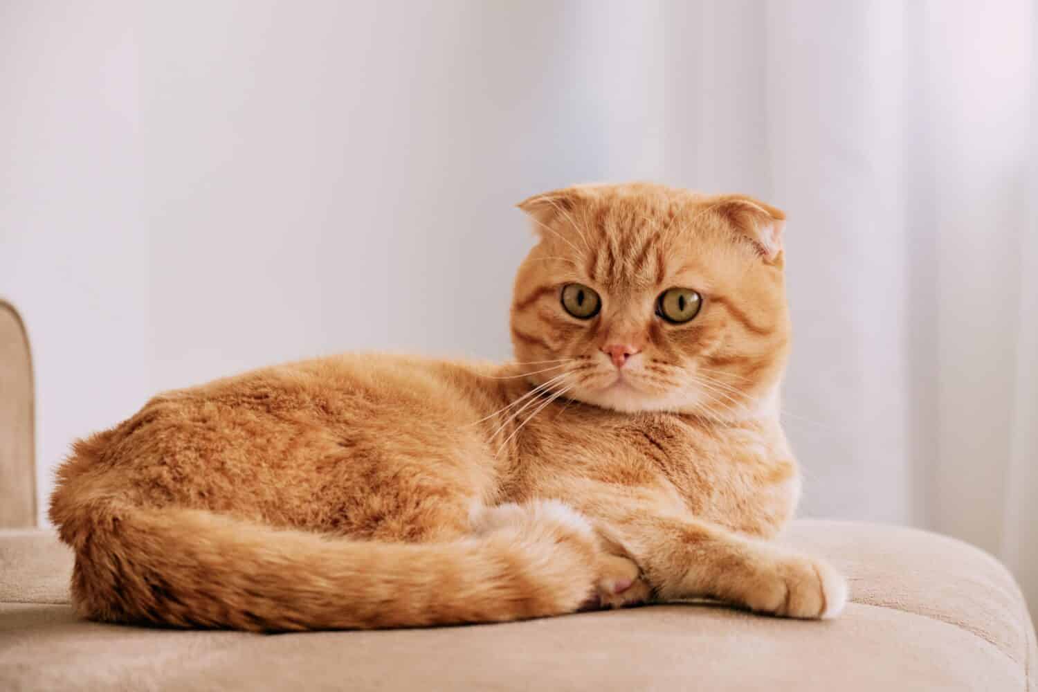 un gatto rosso della razza Scottish Fold