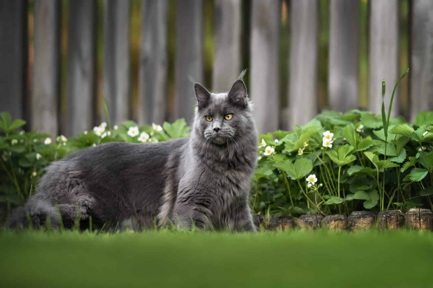 bellissimo gatto maine coon in piedi all'aperto nel giardino