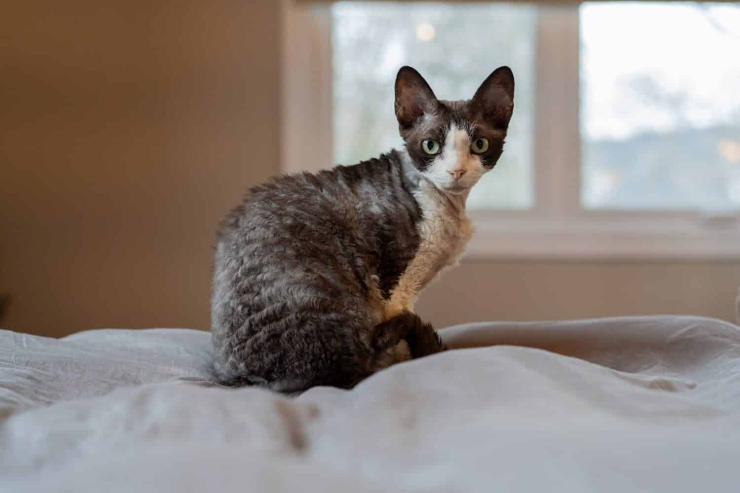 Un gatto Devon Rex si siede sul letto e guarda la telecamera da sopra la spalla.  Mostra il caratteristico mantello ondulato, le grandi orecchie e gli occhi di un gatto Devon Rex proveniente dall'Inghilterra.