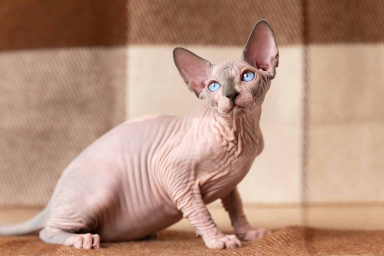 Visone blu e gatto Sphynx di colore bianco di quattro mesi con gli occhi azzurri seduto su una coperta di lana marrone e beige e distogliendo lo sguardo con attenzione.  Il bellissimo gatto maschio senza pelo è un animale domestico di razza rara.  Tiro in casa.