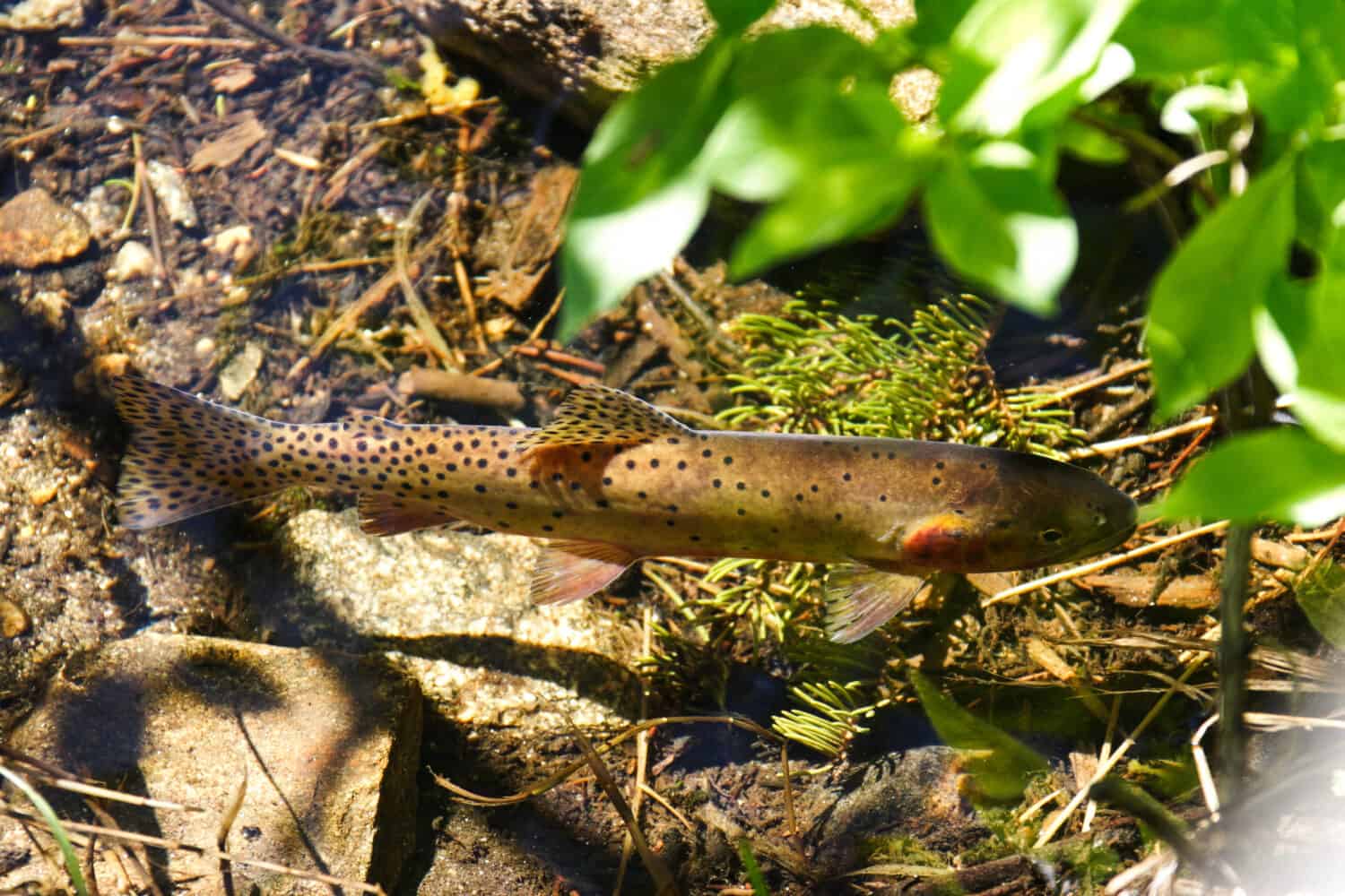 Una trota Greenback Cutthroat in un fiume limpido nel Parco Nazionale delle Montagne Rocciose.  Anche il pesce di stato del Colorado.