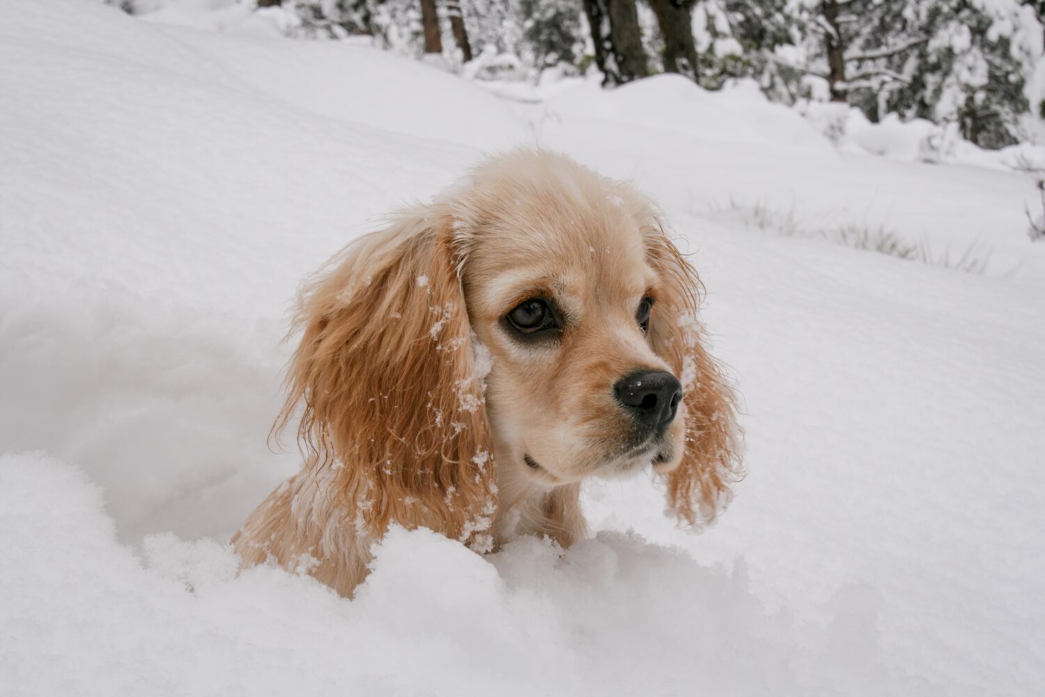 Un bel cucciolo di Cocker Spaniel che gioca nella neve fresca caduta