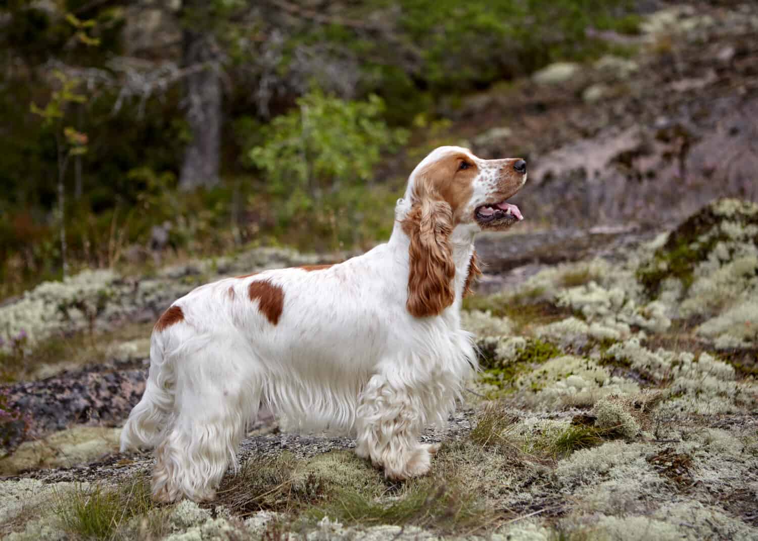 Estate.  Isola.  Su un altopiano roccioso, ricoperto di muschio ed erba, si trova un Cocker Spaniel inglese di colore bianco e rosso.  Lo sfondo è sfocato.