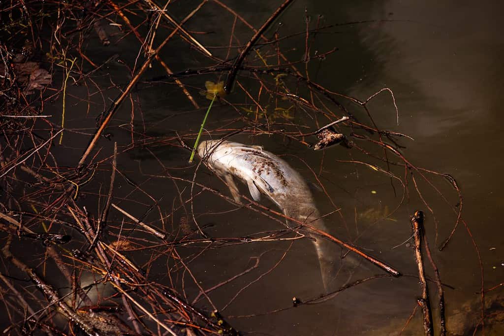 I pesci morti nuotano nell'acqua del bacino idrico.  Inquinamento ambientale.  Giorno della Terra.  Depurazione, cura di laghi, fiumi.  Il problema dell'ecologia umana.  Perturbazione dell'ecosistema.