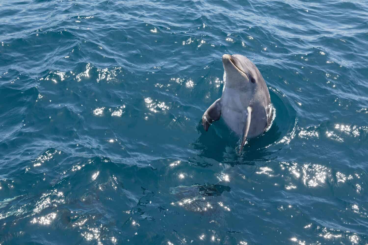 Il tursiope guarda dritto fuori dall'acqua