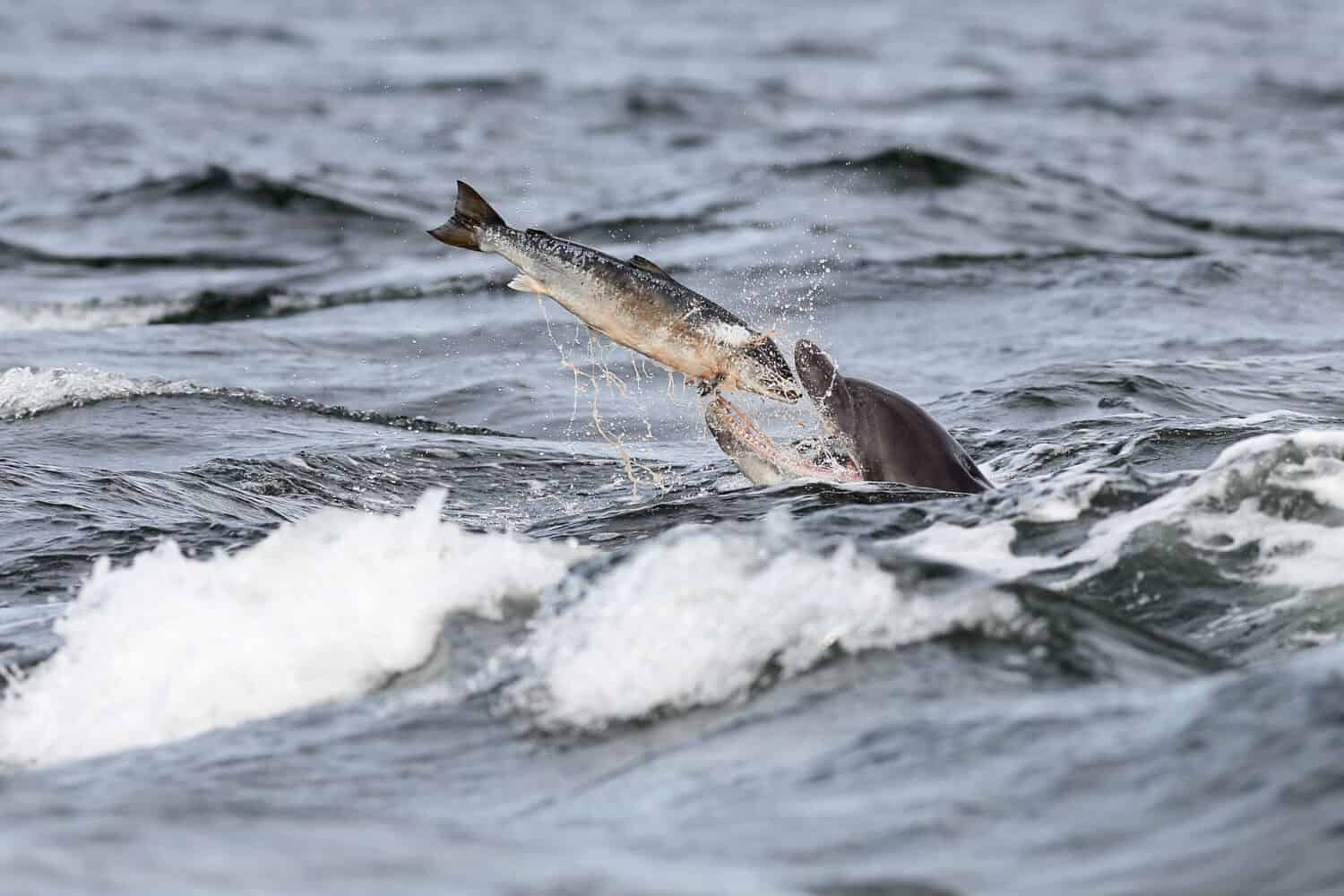 Un tursiope che sta per mangiare un pesce