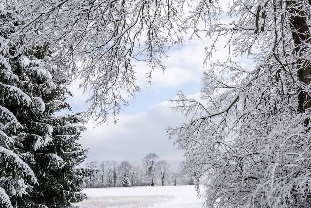 Passeggiata nel parco dopo una tempesta invernale, foto del paesaggio invernale nel Wyomissing Park, Berks County, Pennsylvania