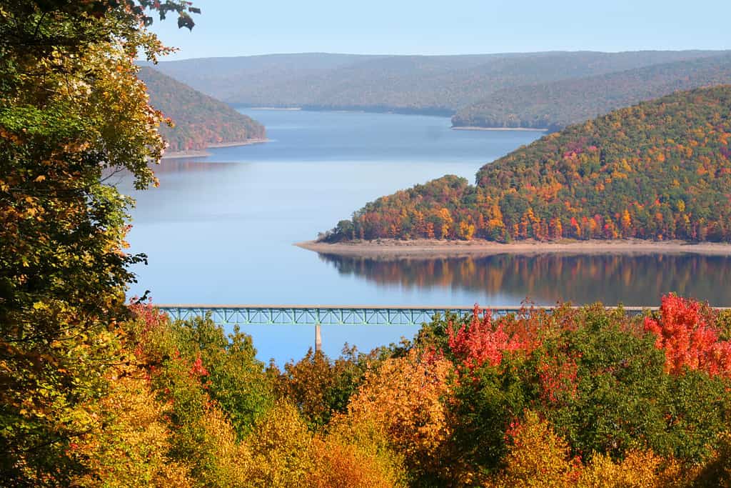 Fogliame di caduta nella foresta nazionale di Allegheny Pensilvania