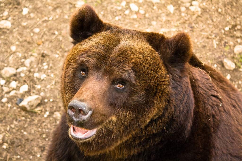 Orso bruno marsicano