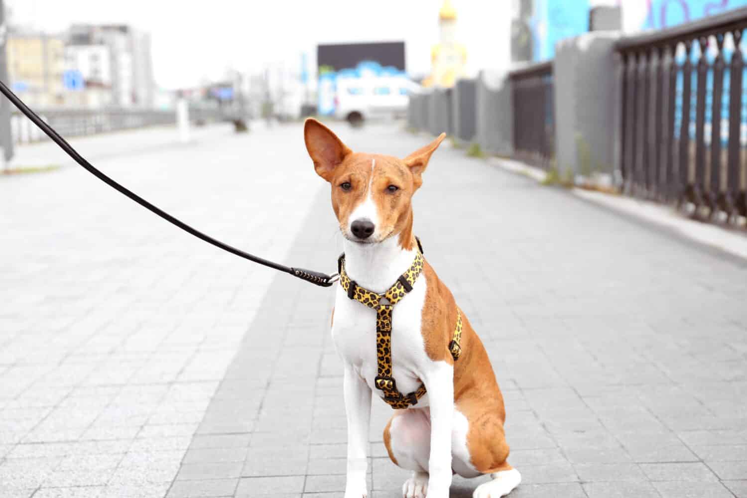 Simpatico cane basenji con imbracatura e guinzaglio sulla strada della città