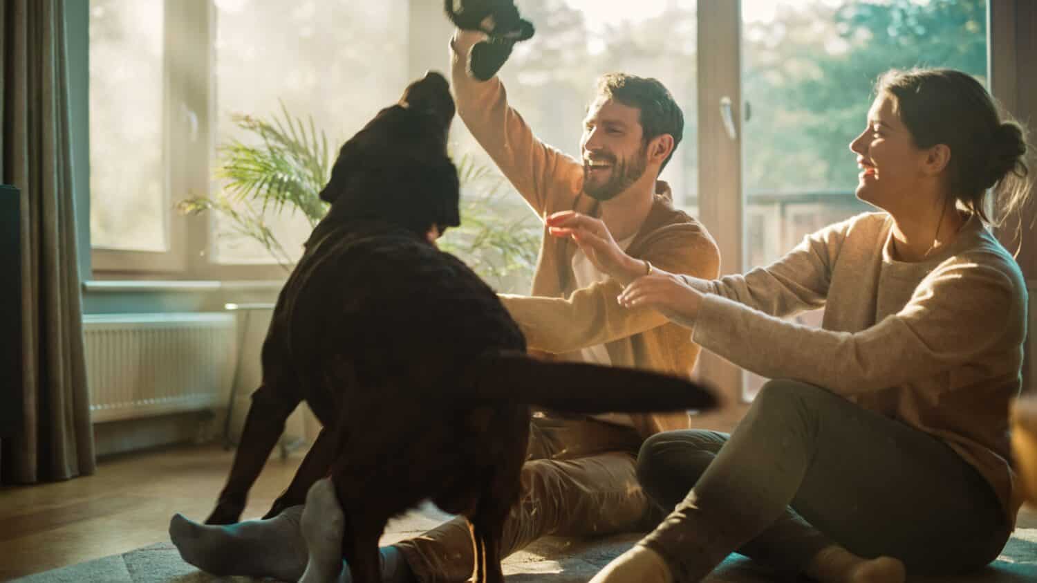 A casa: una coppia felice gioca con il proprio cane, un bellissimo Labrador Retriever marrone.  Fidanzato e fidanzata prendono in giro, accarezza e graffia un cagnolino super felice, divertiti nell'elegante soggiorno