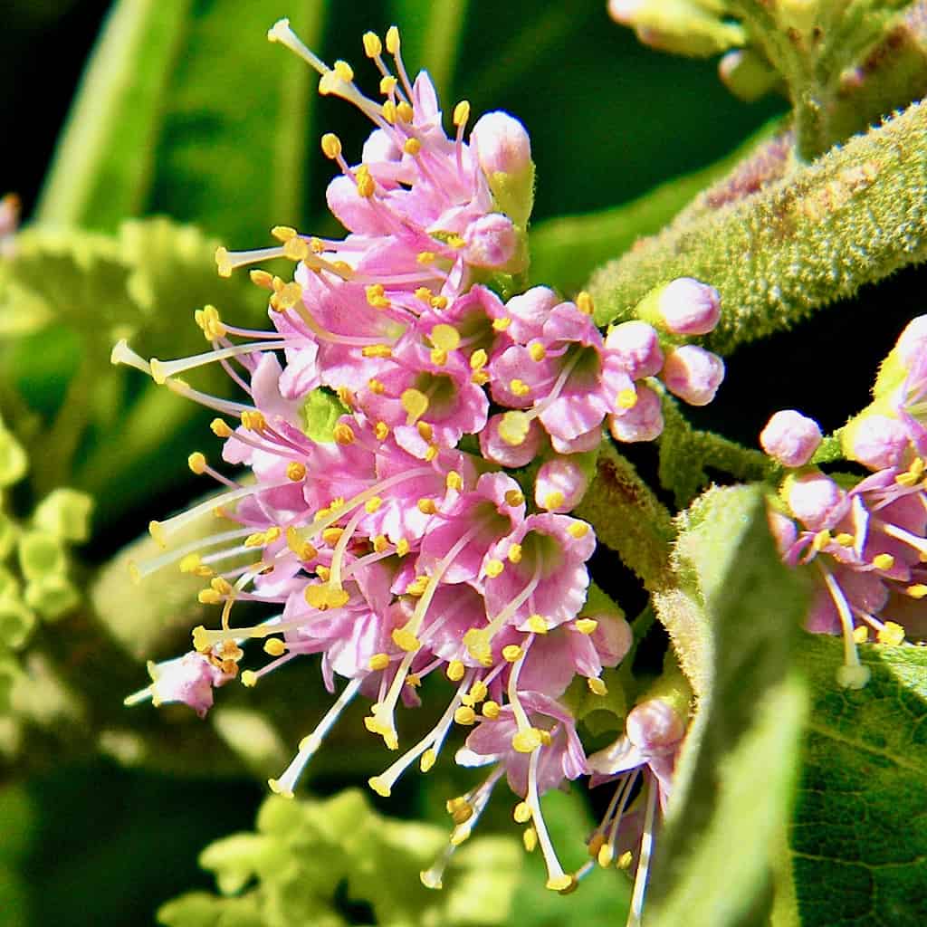 fiore di bacca di bellezza